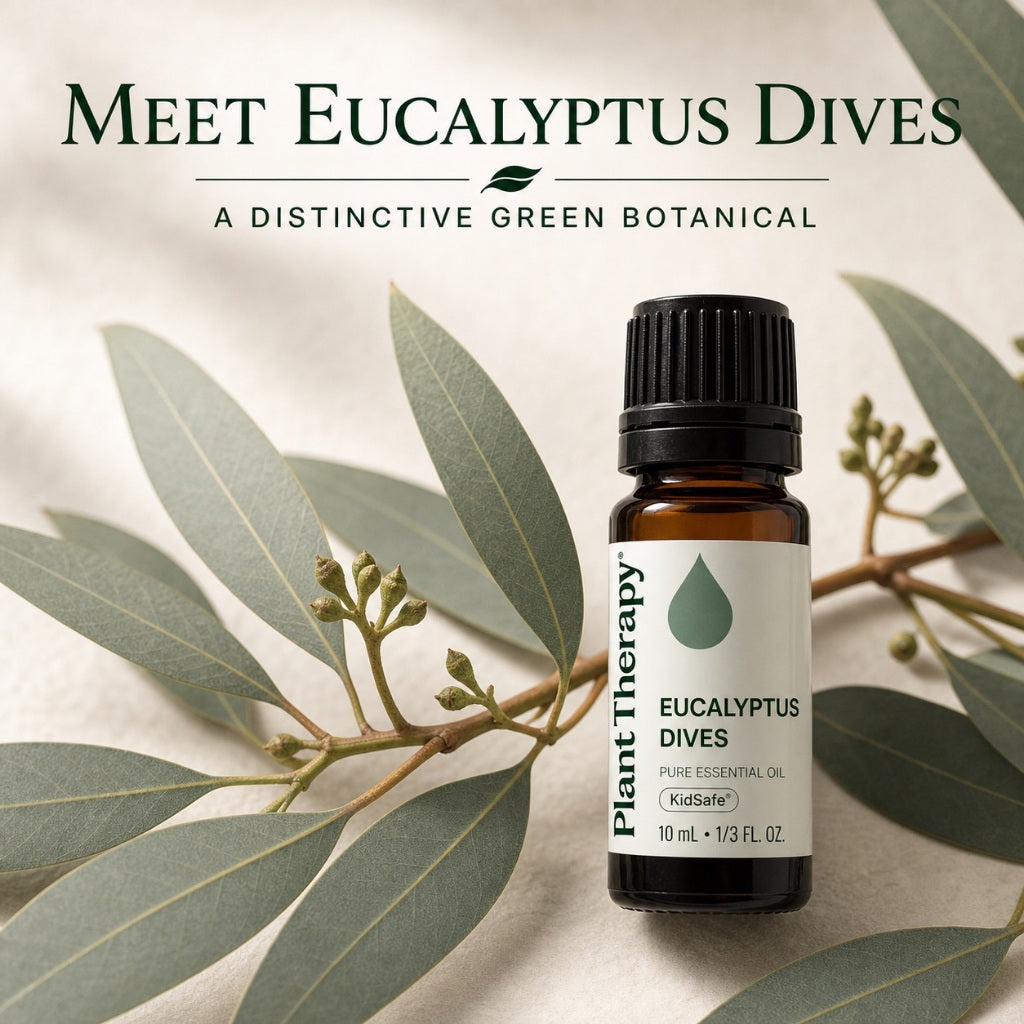 Plant Therapy Eucalyptus Dives Essential Oil
