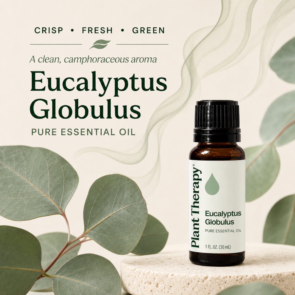 Plant Therapy Eucalyptus Globulus Essential Oil
