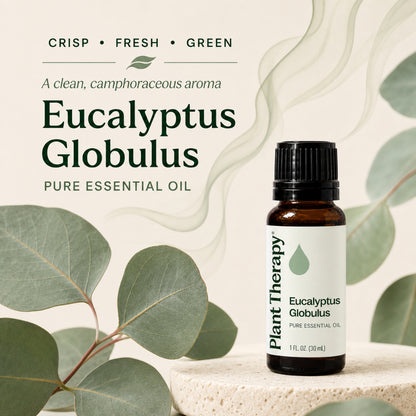 Plant Therapy Eucalyptus Globulus Essential Oil