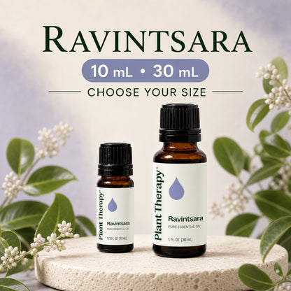 Plant Therapy Ravintsara Essential Oil