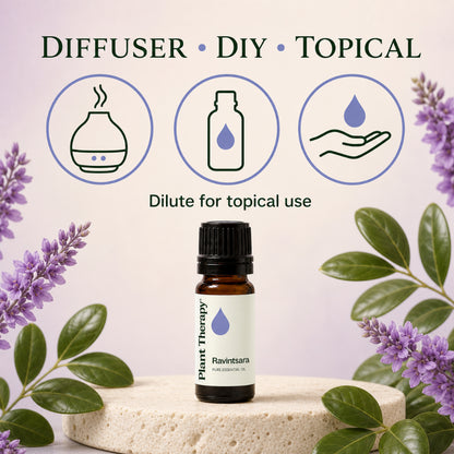 Plant Therapy Ravintsara Essential Oil