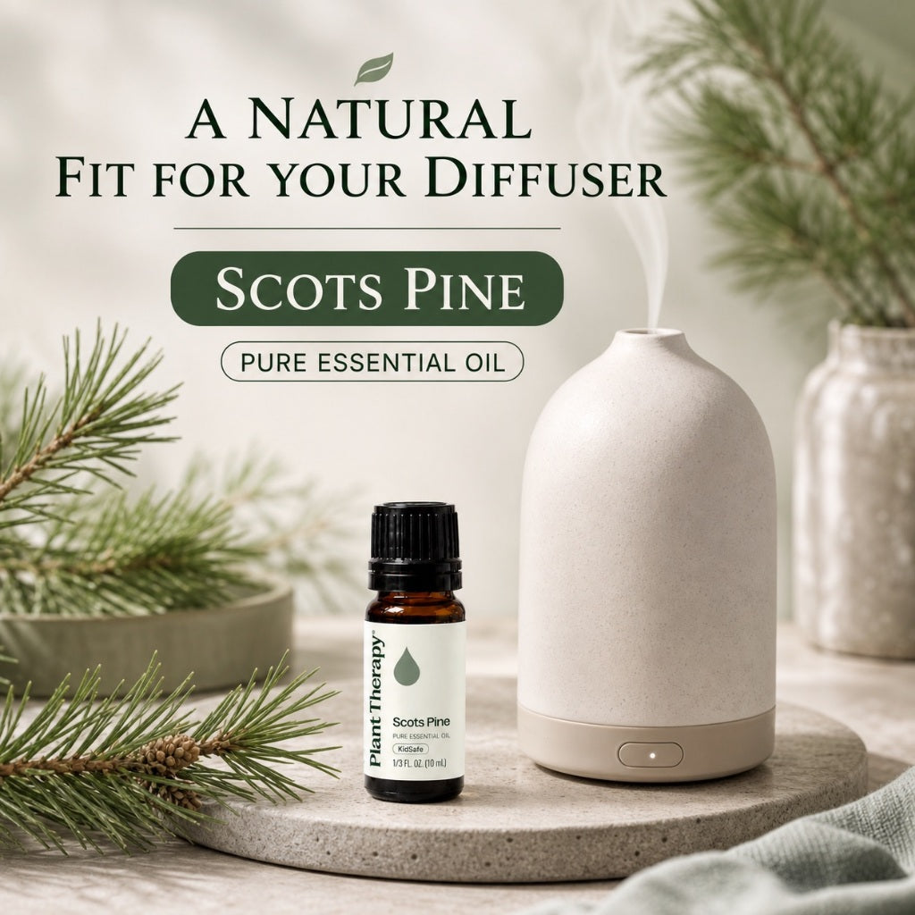 Plant Therapy Scots Pine Essential Oil