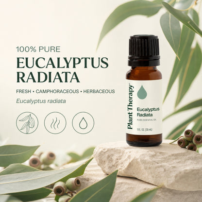 Plant Therapy Eucalyptus Radiata Essential Oil