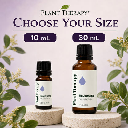 Plant Therapy Ravintsara Essential Oil