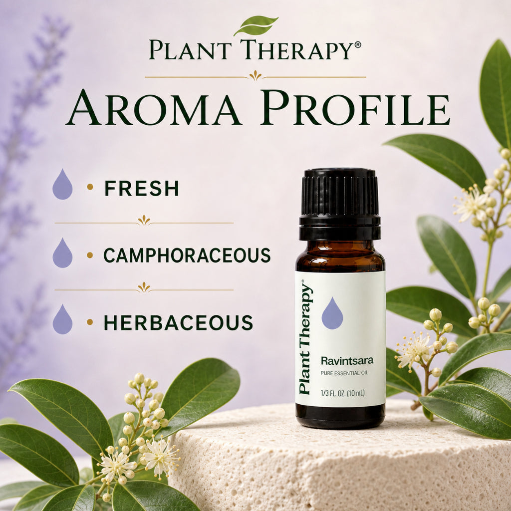 Plant Therapy Ravintsara Essential Oil